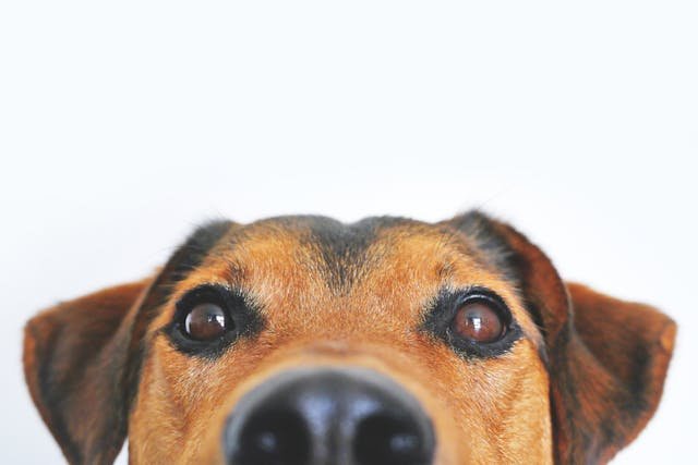 Perro adiestrado usando técnicas del curso de cómo educar a un perro Educanino