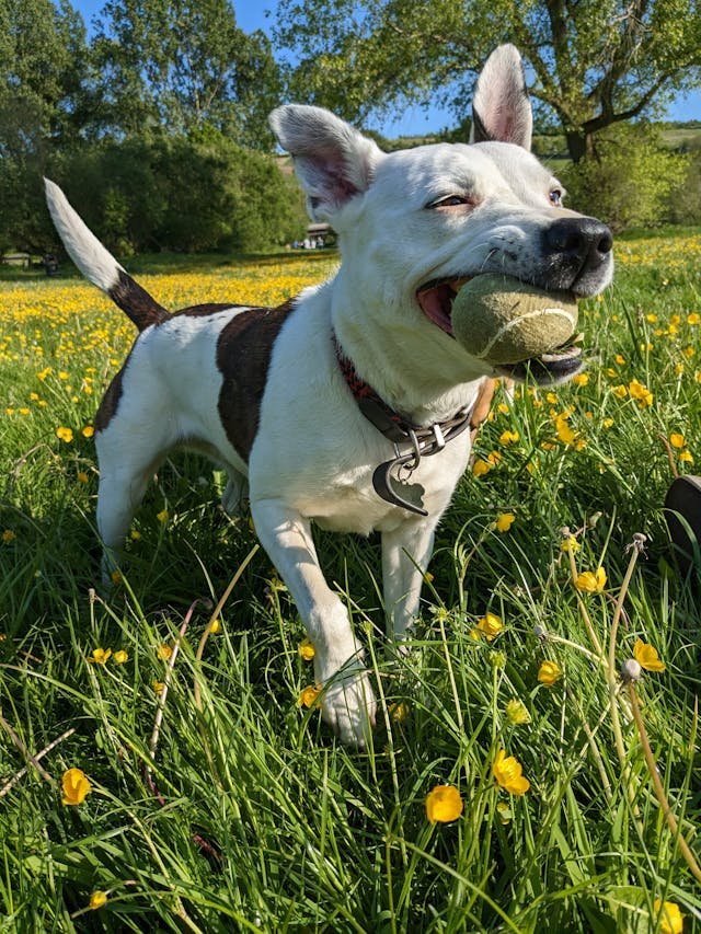 Beneficios  y contras del curso Educanino